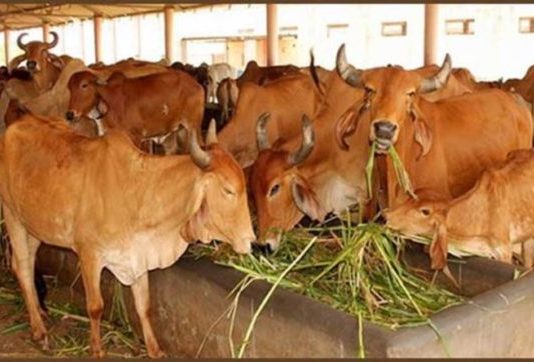 उत्तर प्रदेश: शराब पर लगे टैक्स से सड़क पर नहीं घूमेंगे अब आवारा पशु – जाने ‘गो कल्याण टैक्स’ के बारे में