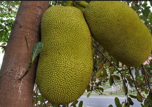 वजन कम करने में सहायक है ये कटहल के बीज