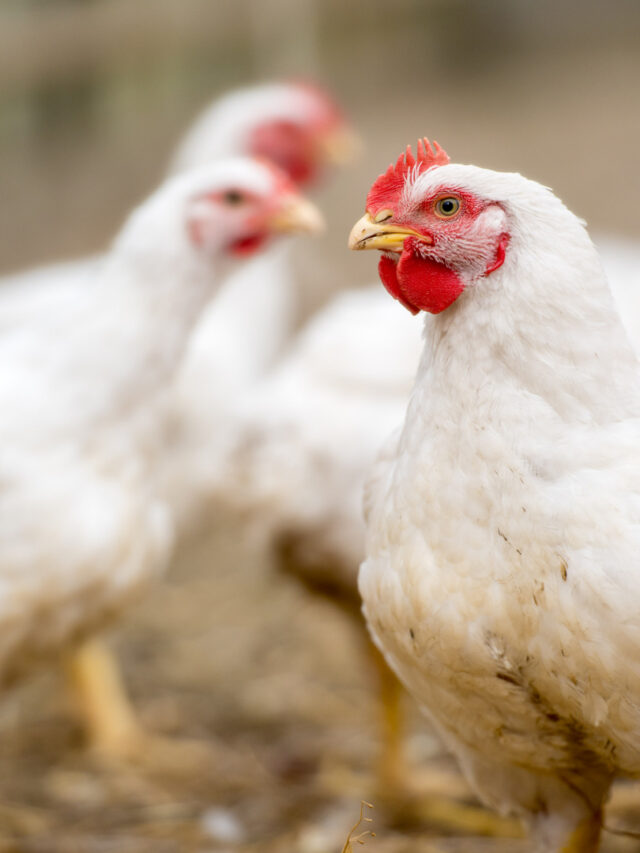 Bird Flu Symptoms: How to Identify Avian Influenza